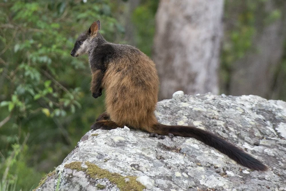 Brush Tailed Rock Wallaby Habitat Mapping