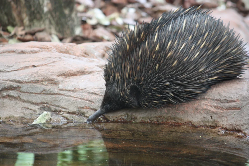 Echidna Roadkill Hotspot Modelling