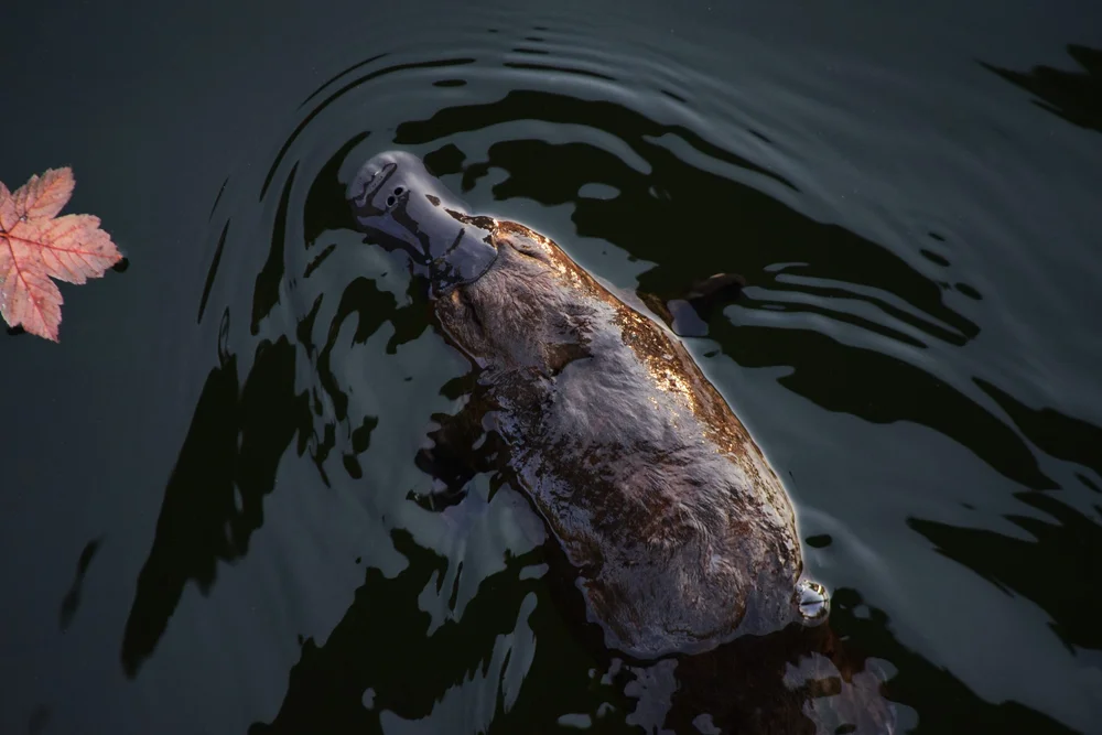 Platypus eDNA Project