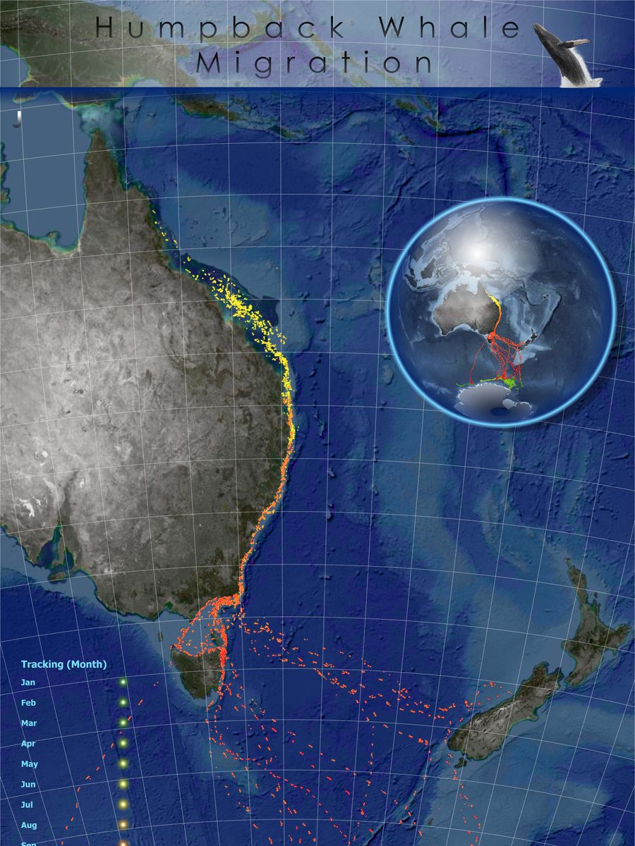 Humpback whale movements along Australia's east coast