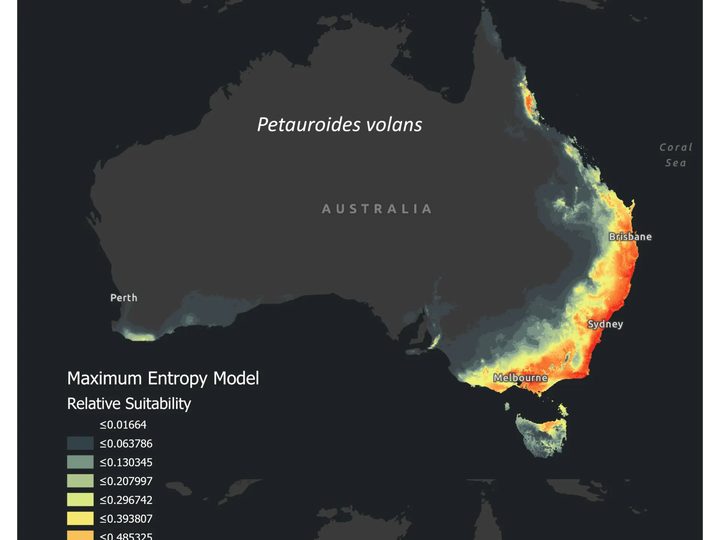 MaxEnt habitat suitability for the greater glider and the feather-tailed glider