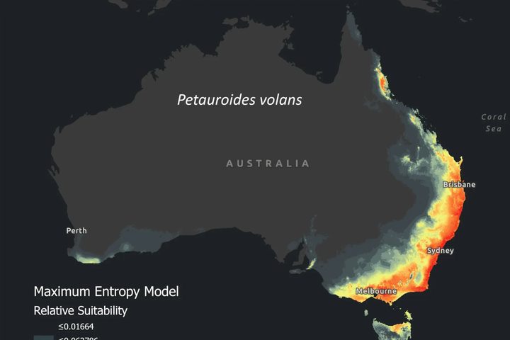 MaxEnt habitat suitability model for the greater glider